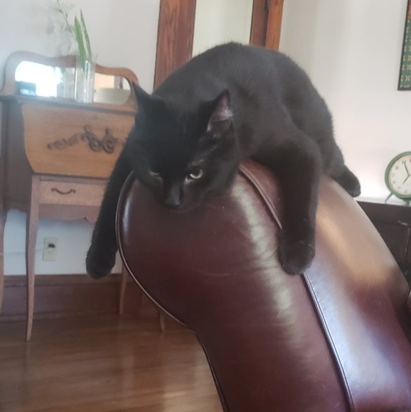 Meet your Posher, Sara - Picture 1 of 1